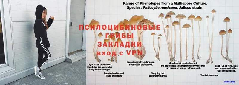 Галлюциногенные грибы мухоморы  Карабаш 